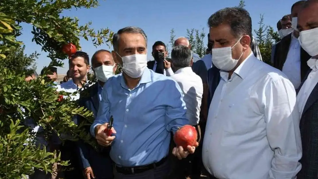 'Samsat´ta nar hasadı başladı'