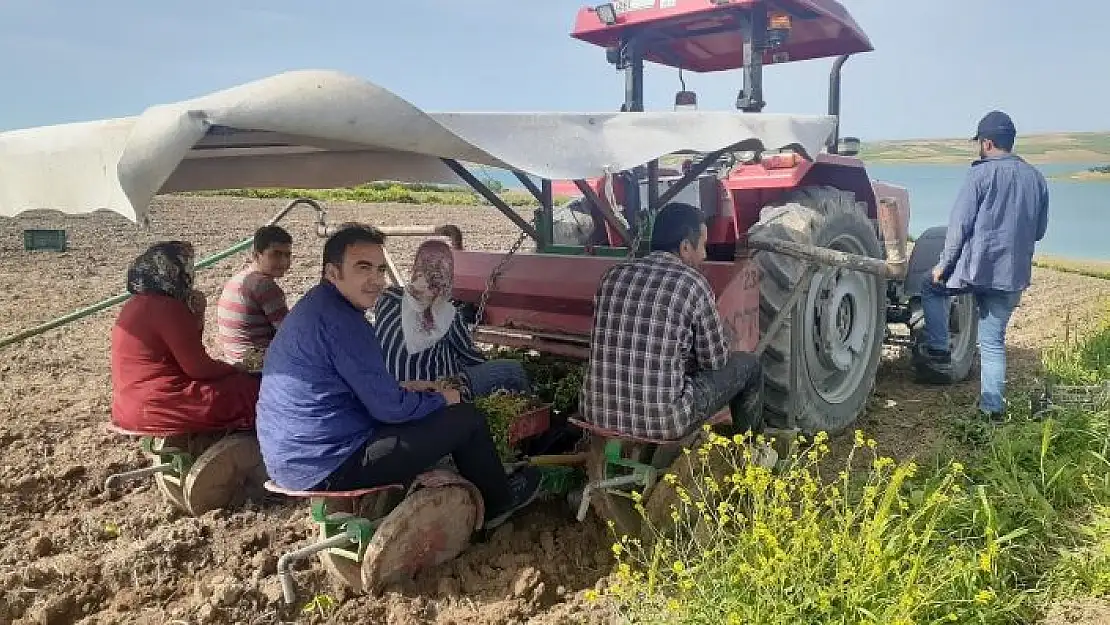 'Samsat´ta tütün ekimleri başladı'
