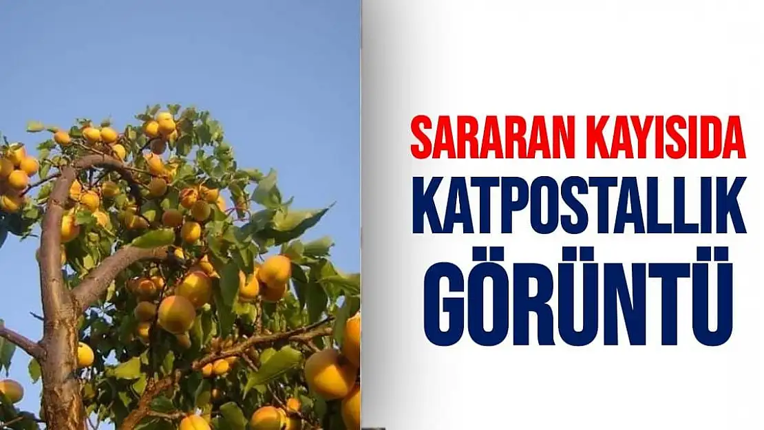 Sararan kayısıda katpostallık görüntü