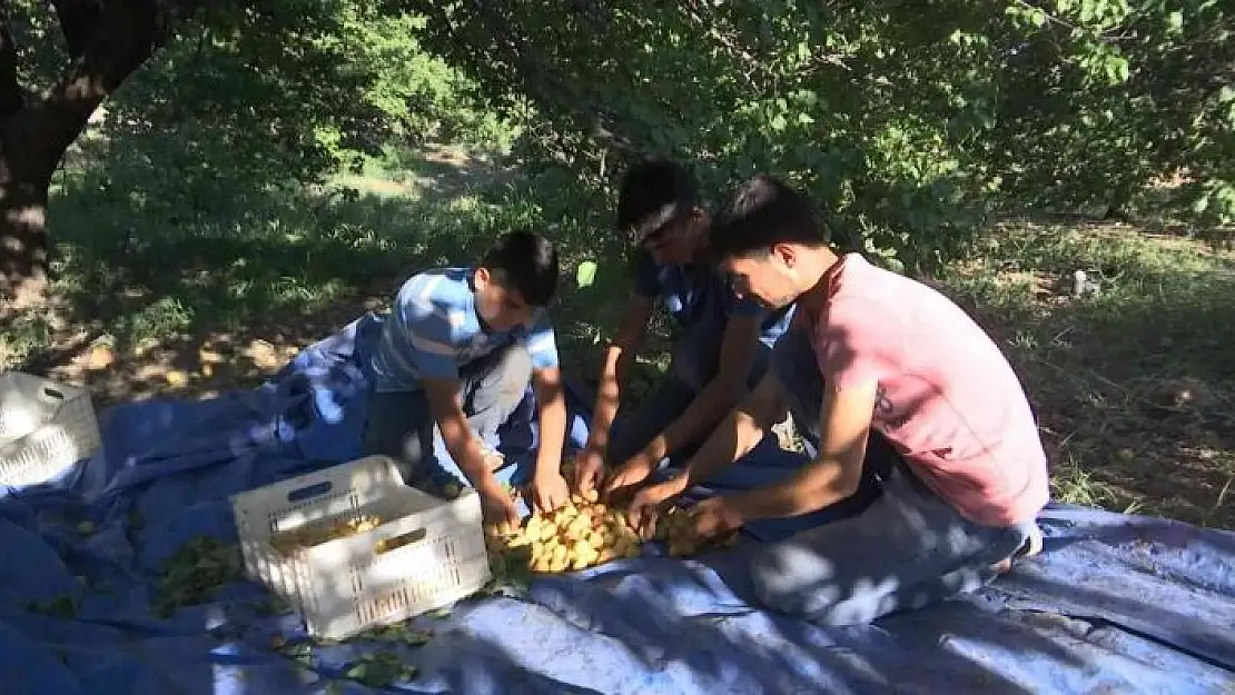 '´Sarı altın´ hasadında çiftçinin yüzü gülüyor'