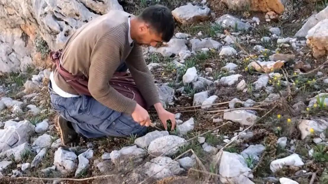 'Sarp dağlarda yetişen eşsiz lezzet: `Çiriş otu´'