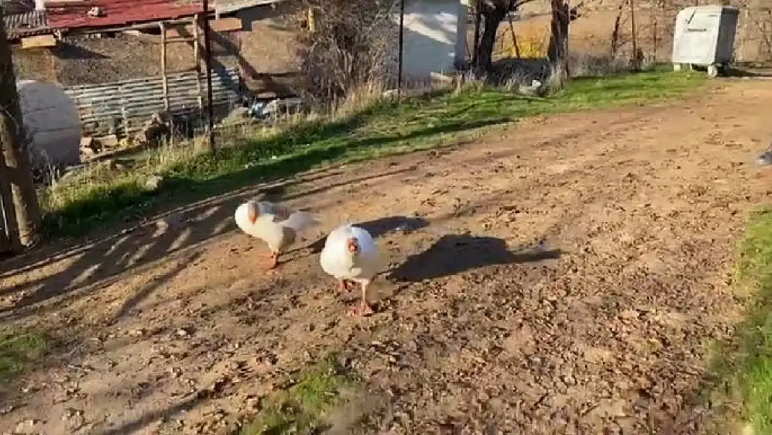 'Sayaç okumak için eve giden personel, kaz saldırısı sonucu neye uğradığını şaşırdı'