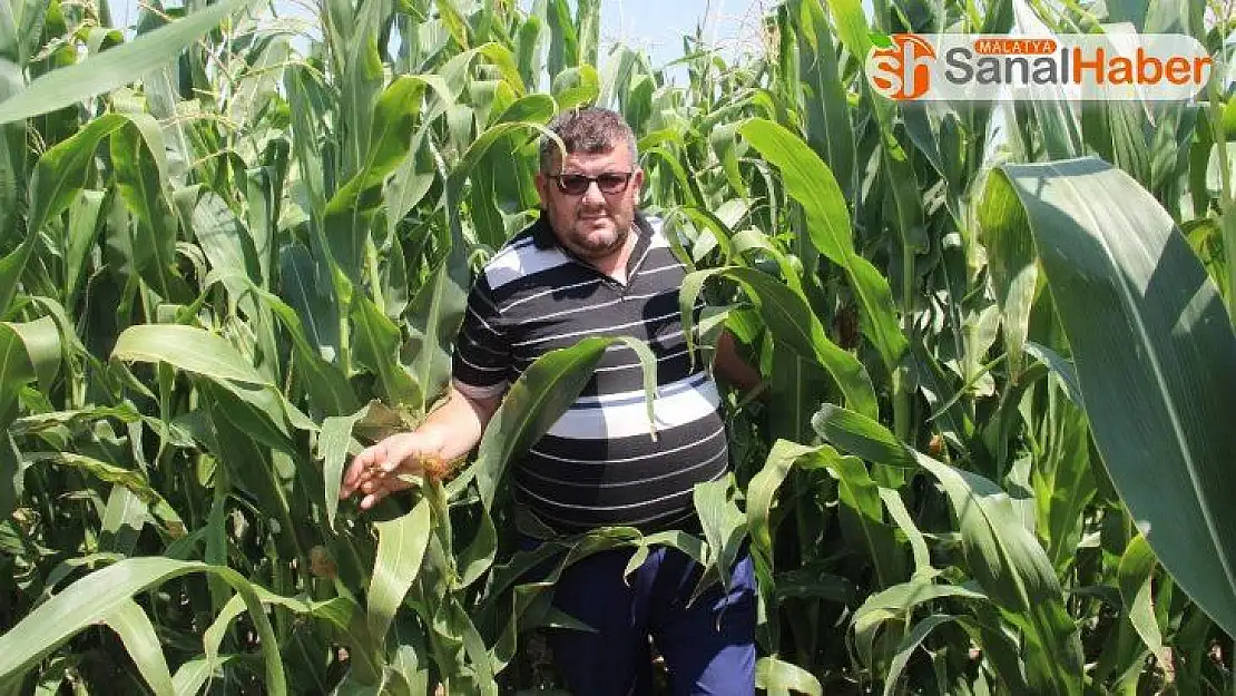 Şehir merkezine inen domuz sürüleri çiftçileri canından bezdirdi
