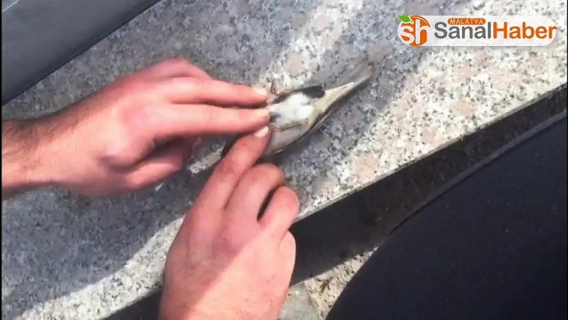 Malatya'da serçenin hayatını kalp masajı yaparak kurtardı