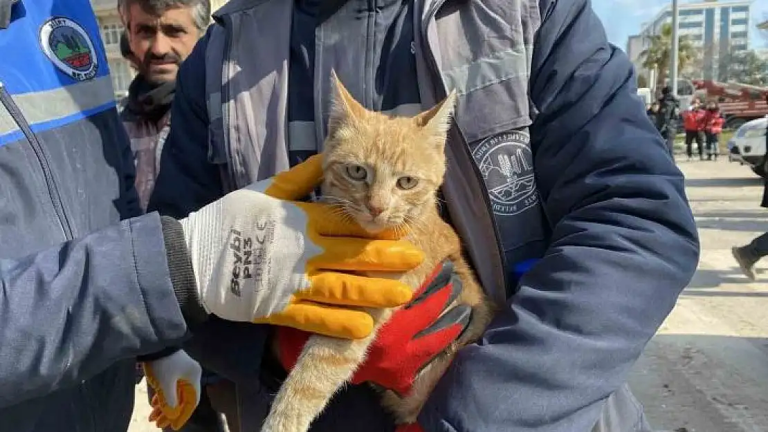 'Ses geldiği için girdikleri binada 104 saat mahsur kalan kediyi kurtardılar'