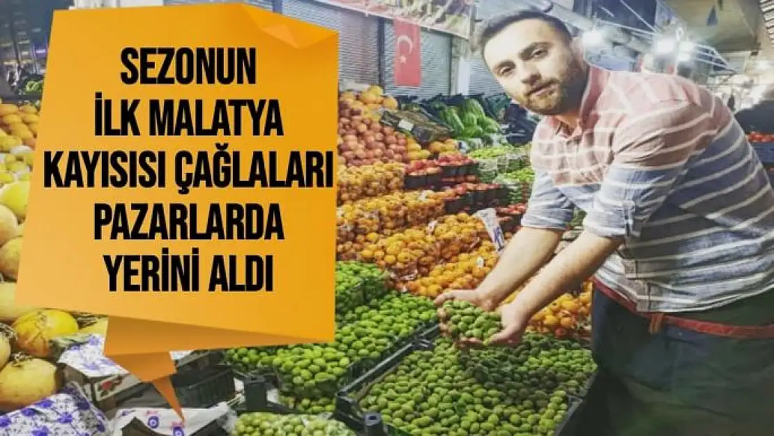 Sezonun ilk Malatya kayısısı çağlaları pazarlarda yerini aldı