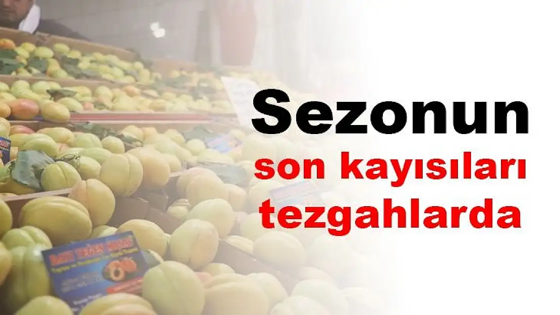 Sezonun son kayısıları tezgahlarda