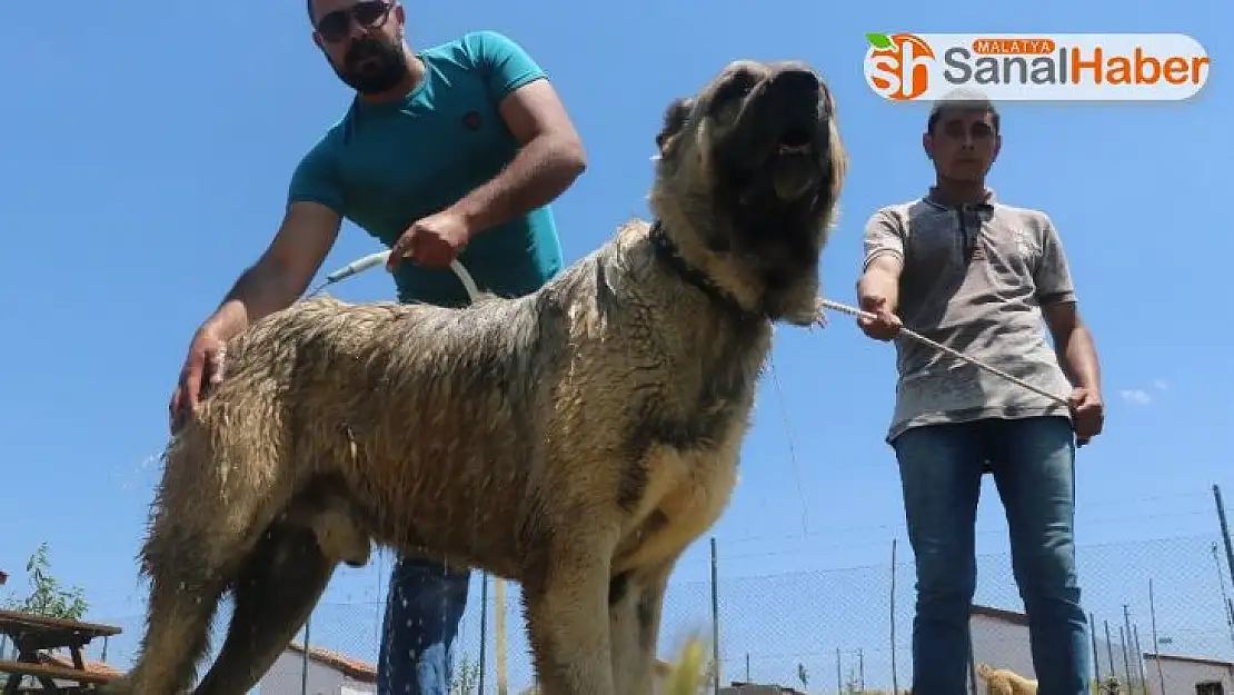 Sıcaktan bunalan Kangallar, suyla serinletiliyor