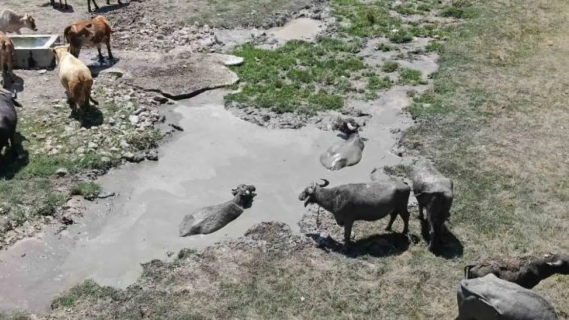 'Sıcaktan en çok etkilenen onlar oldu, çareyi çamur banyosunda buldular'