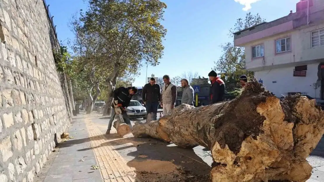 'Şiddetli rüzgar ağaçları kökünden söktü, çatıları uçurdu'