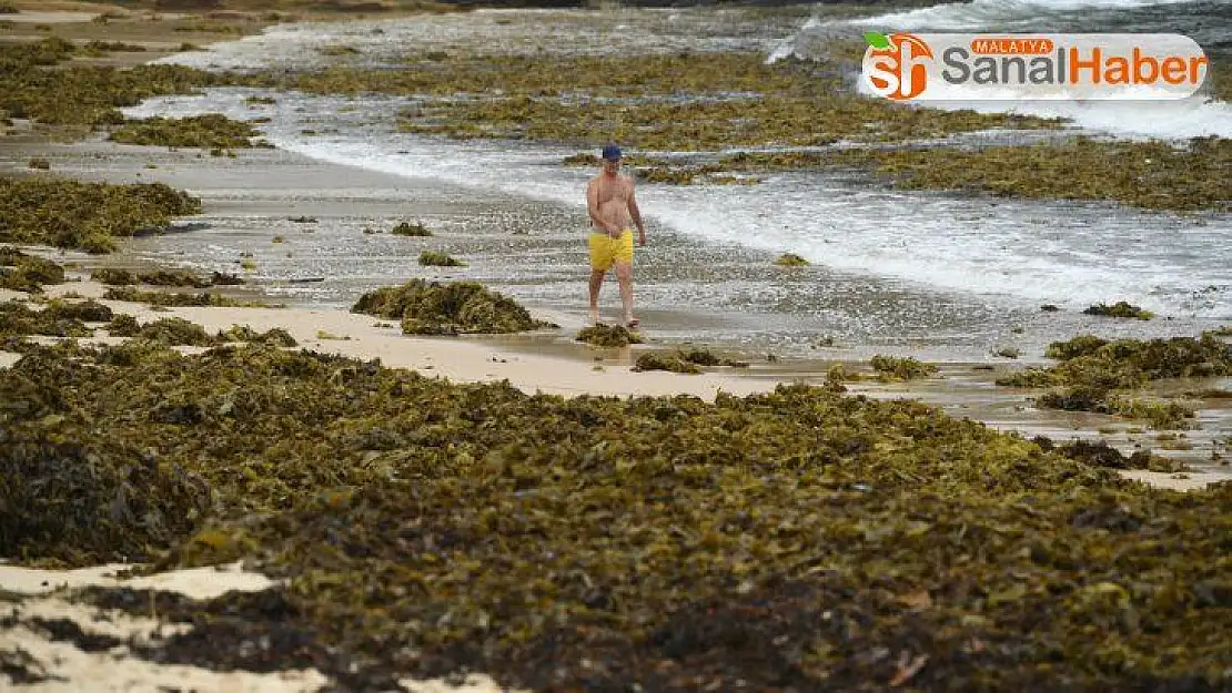 Sidney'in ünlü plajını deniz yosunları kapladı