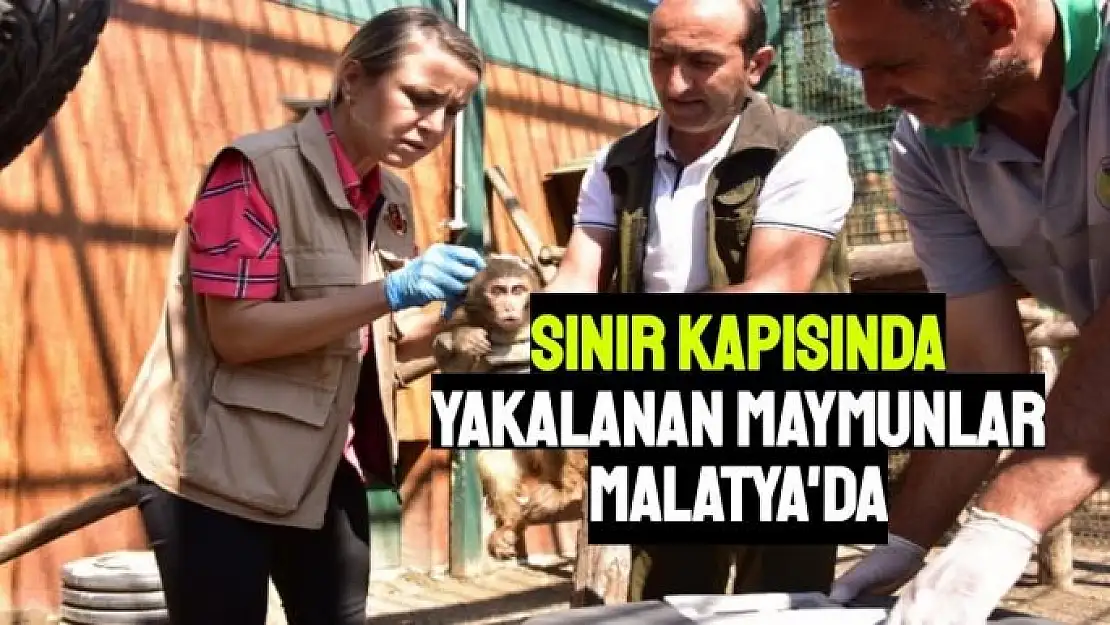 Sınır kapısında yakalanan maymunlar Malatya´da