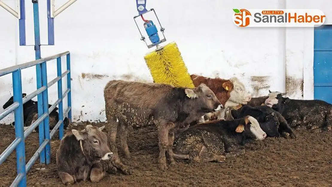 Sivas'ın hayvan varlığı arttı