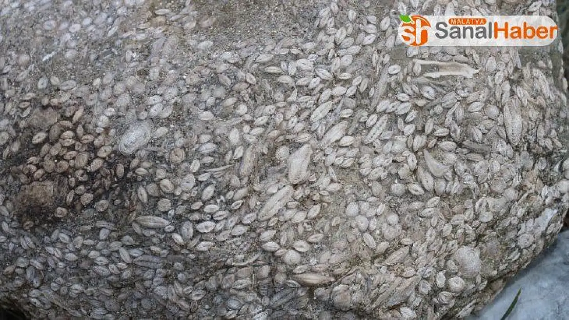 Sivas'ta Anadolu tarihini değiştirebilecek gelişme