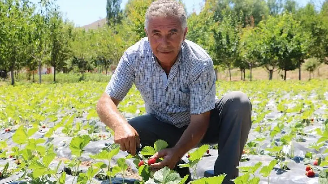 'Sivas´ta bu da oldu, makasla keserek tek tek toplandı'