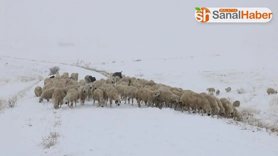 Sivas'ta çobanların zorlu kış mesaisi