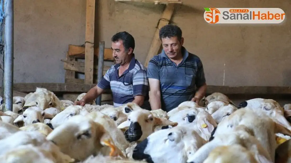 Sivas'ta koyun kırkımı başladı