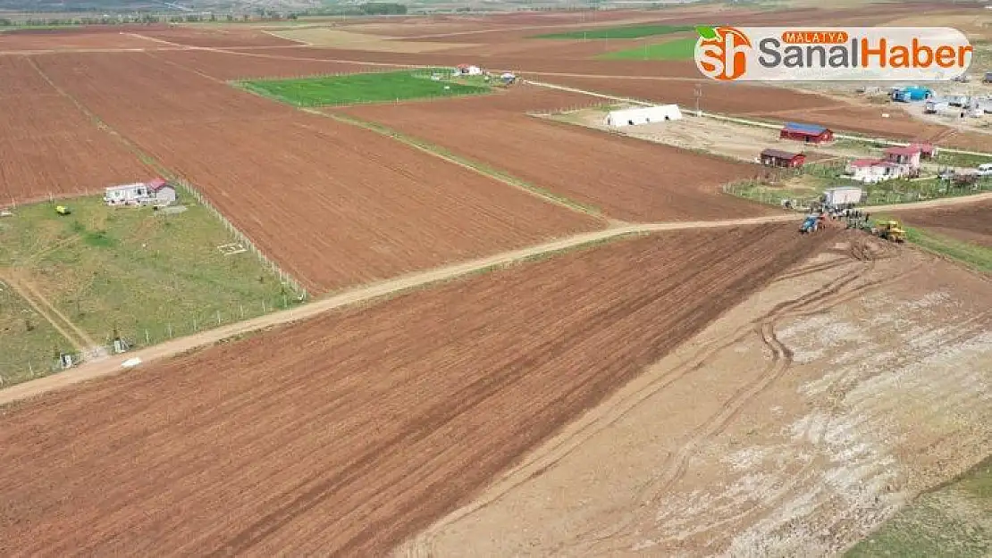 Sivas'ta Mor Patates'in Ekimi Yapıldı