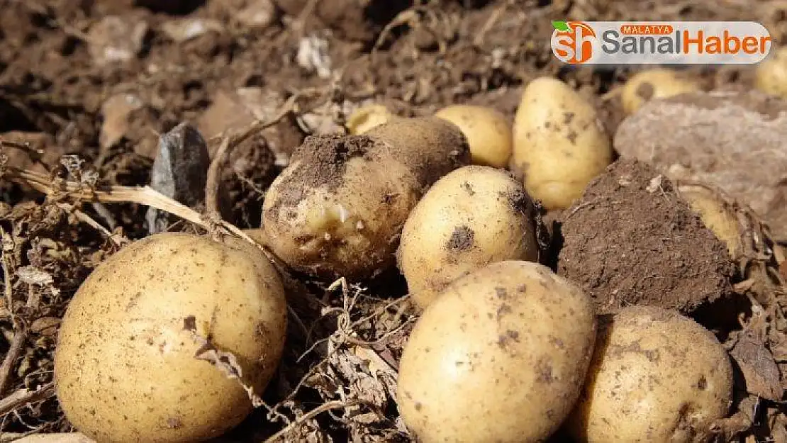 Sivas'ta patates hasadı başladı