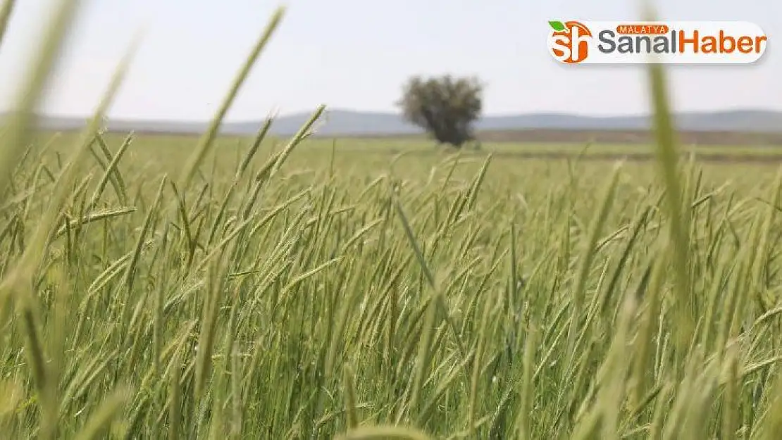 Sivas'ta yem bitkisi hasadı başladı