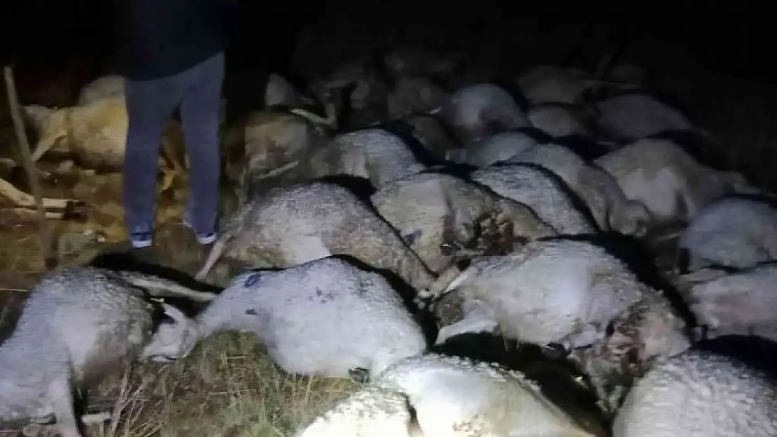 'Sivas´ta yıldırım düştü, 40 koyun telef oldu'