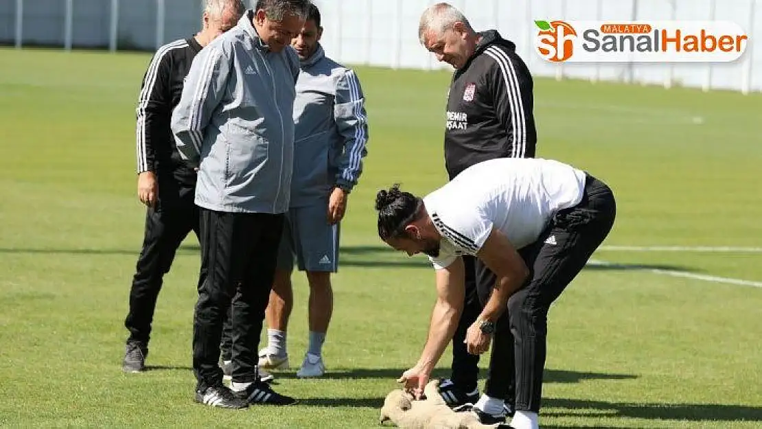 Sivasspor idmanına davetsiz misafir