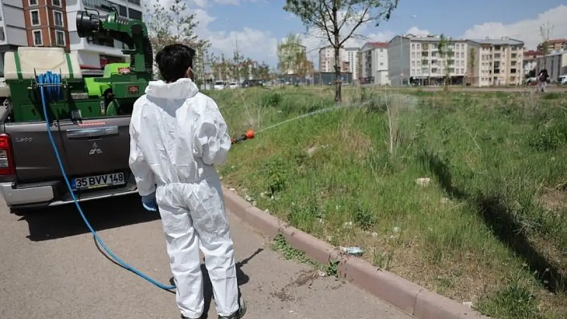 'Sivasta kene tedbiri, yeşil alanlar ilaçlanıyor'