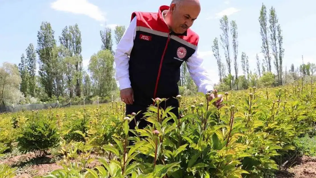 'Sivasta Şakayık çiçeği hasadı başladı'