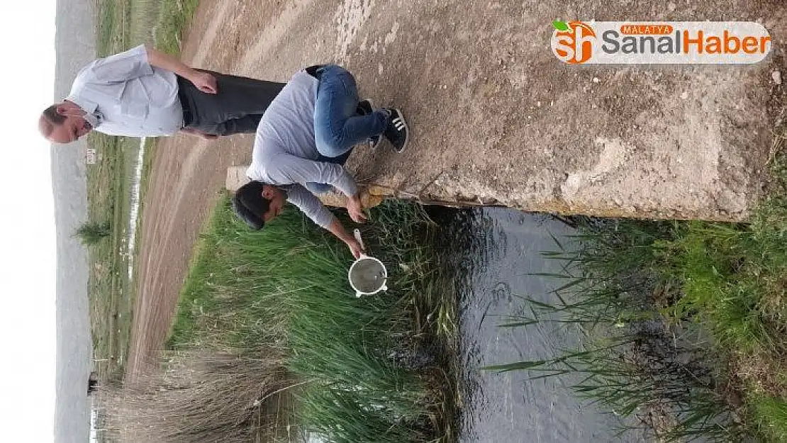 Sivav'ın gölleri balıklandırıldı