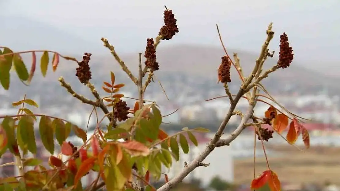 'Sofraların vazgeçilmesi sumak ekşisi Kahramanmaraş´ta yapılmaya başlandı'