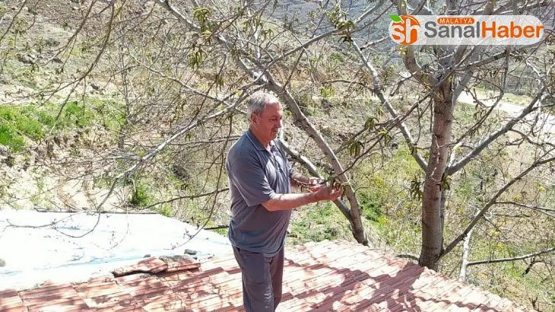 Soğuk hava kayısıdan sonra ceviz ağaçlarını da etkiledi