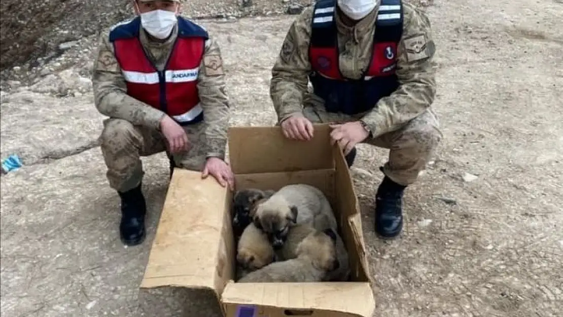 'Soğukta kalan yavru köpekler barınağa götürüldü'