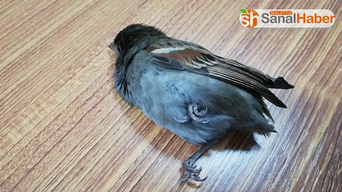 Soğuktan kaçan serçe hastaneye sığındı