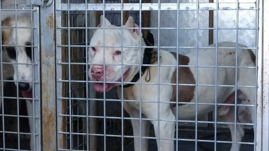 'Sokağa çıkabilmek için yanlış köpeği seçti, 10 bin lira cezadan kaçamadı'