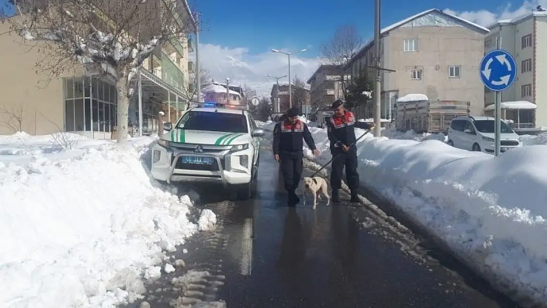 'Sokağa terk edilen Pitbull barınağa teslim edildi'