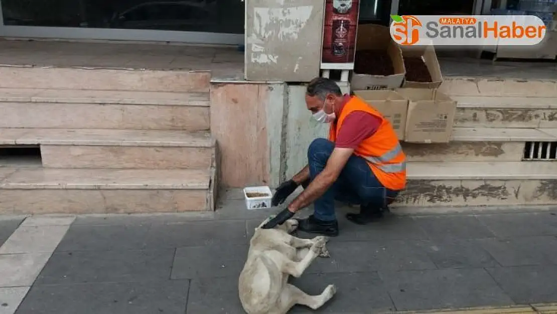 Sokak hayvanları aç bırakılmıyor