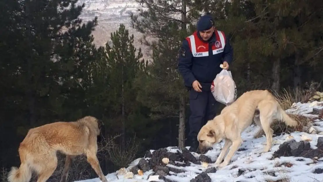 'Sokak hayvanları için doğaya ekmek bırakıldı'