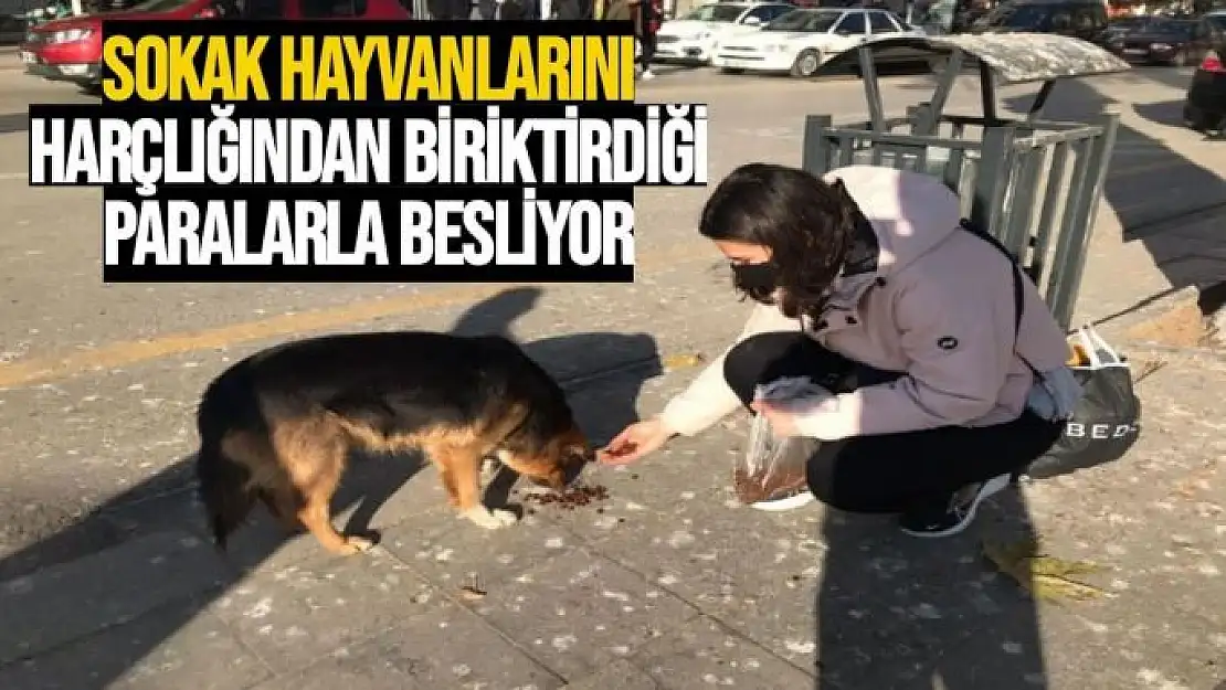 Sokak hayvanlarını Harçlığından biriktirdiği paralarla besliyor