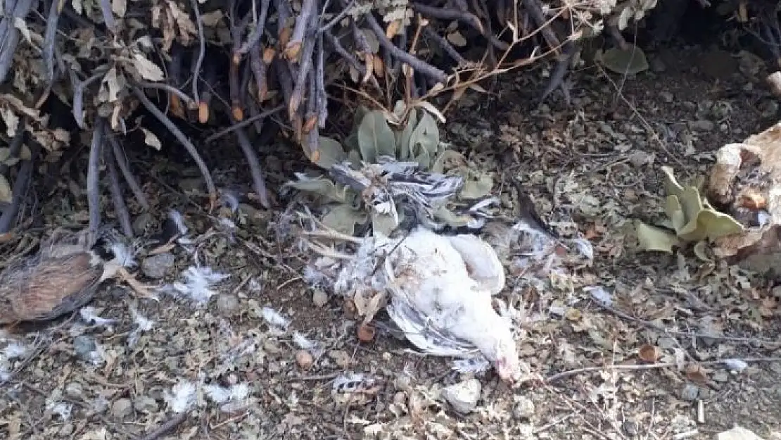 'Sokak köpekleri 20 tavuğu parçaladı'