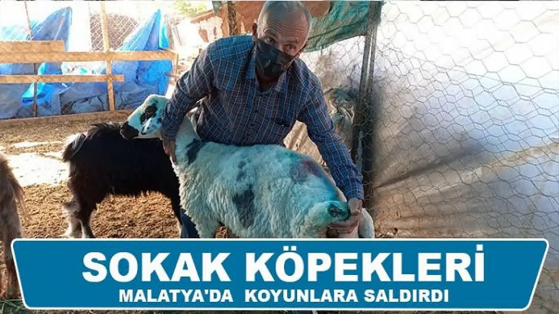 Sokak köpekleri Malatya'da koyunlara saldırdı