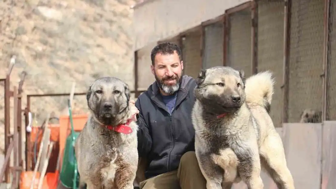 'Sokak köpeklerinde kurt özellikleri görülmeye başladı'