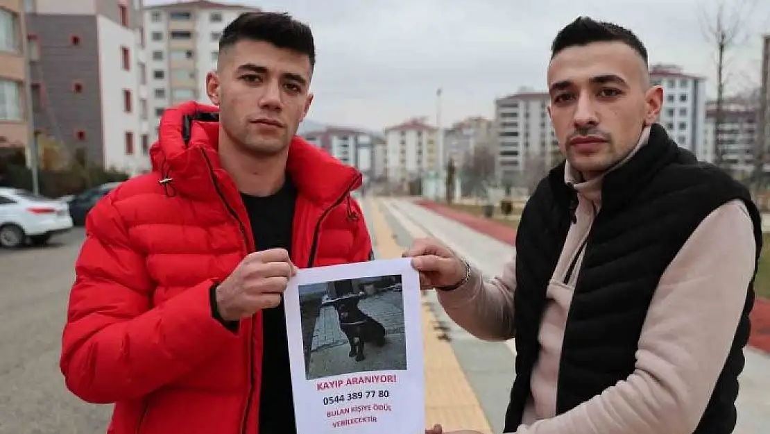 'Sokak sokak gezerek köpeğini arıyor, bulana ödül verecek'