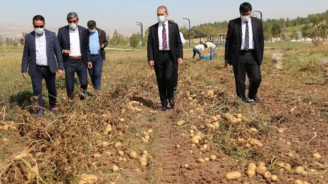 'Solucan gübresiyle üretilen patatesler hasat edildi'