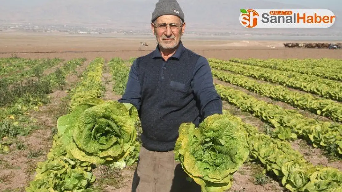 Su çekildi, nehir kenarında tarım başladı