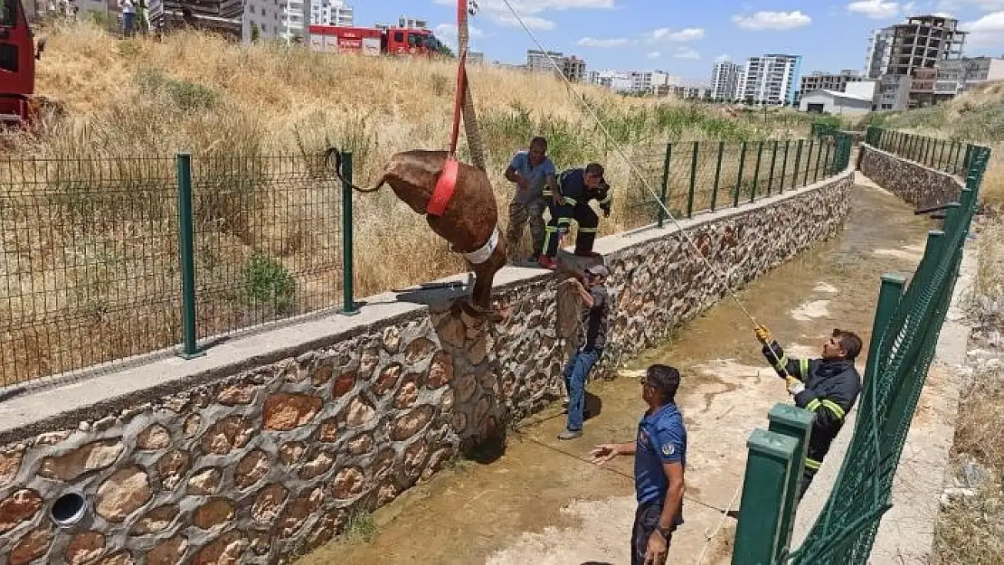 'Su kanalına düşen inek itfaiye ekiplerince kurtarıldı'