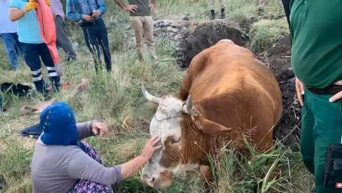 'Su kuyusuna düşen inek, 40 dakikalık çalışmayla kurtarıldı'