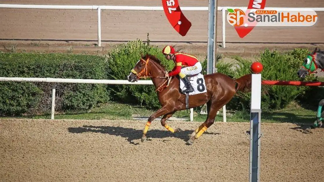 Sultansuyu Harası Kupaları toplamaya devam ediyor