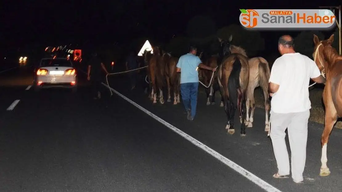 Sultansuyu Harası'ndan kaçan tayların tamamı bulundu