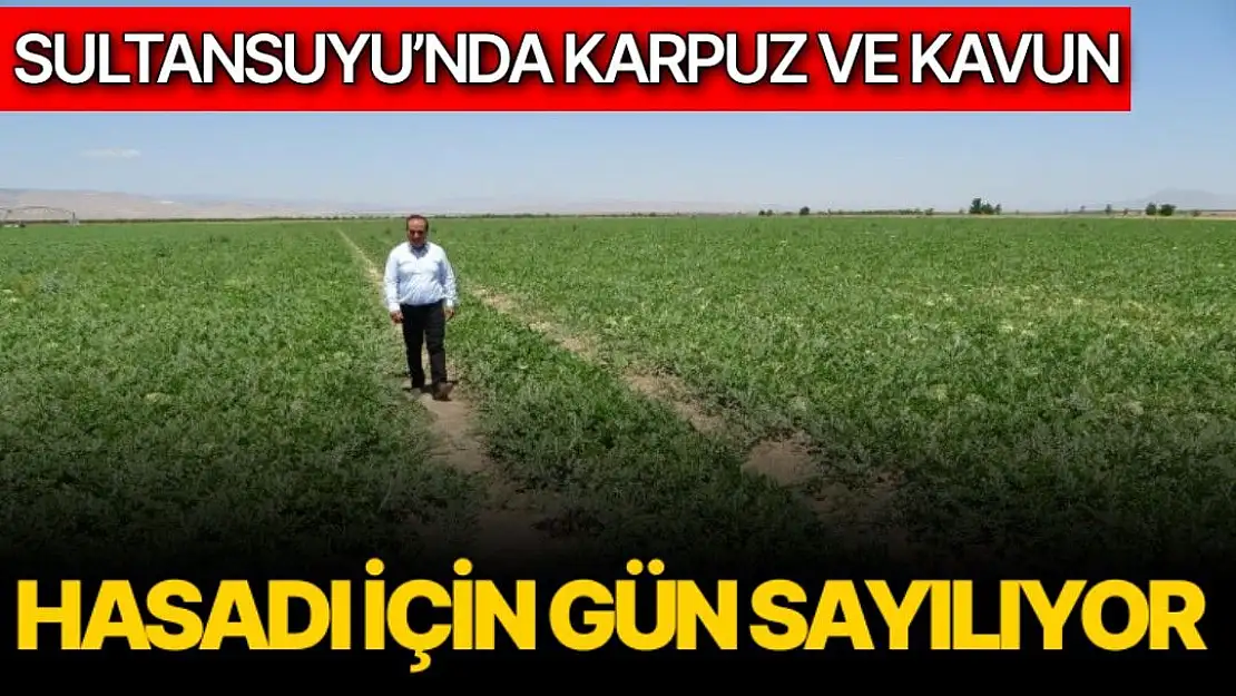 Sultansuyu´nda karpuz ve kavun hasadı için gün sayılıyor