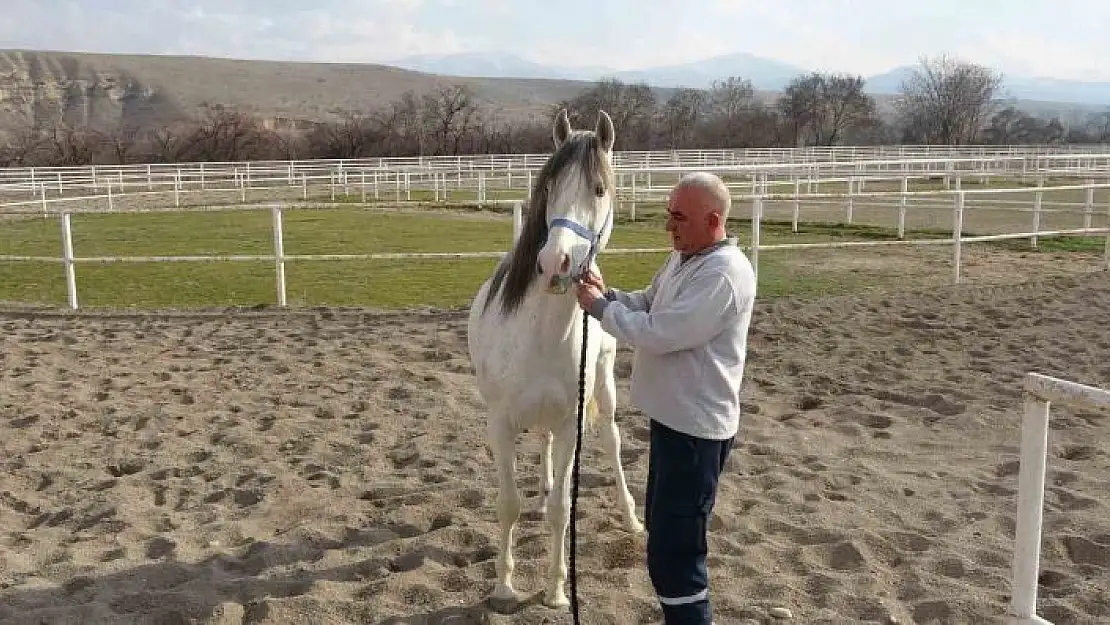 'Sultansuyunda milyonluk taylar için modern tavlalar inşa ediliyor'